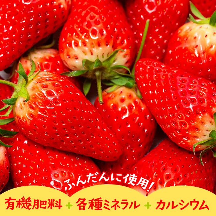 【ふるさと納税】【先行予約】章姫(あきひめ)いちご 4P(250g×4) 「末利華(まつりか)」 | フルーツ 果物 くだもの 食品 人気 おすすめ 送料無料 サムネイル2