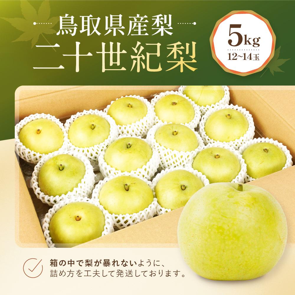 【ふるさと納税】【先行予約】数量限定 鳥取県産梨 二十世紀梨 5kg（12～14玉） | 梨 なし 二十世紀梨 二十世紀 5kg 果物 フルーツ ナシ 甘い 果汁 和梨 箱 甘み くだもの 国産 二十世紀 にじゅっせいき なし 果実 鳥取県 琴浦町 - 画像3