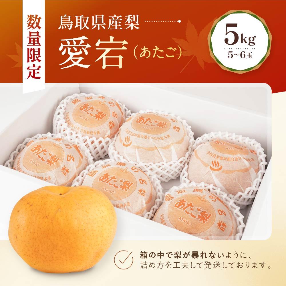 【ふるさと納税】【先行予約】数量限定 鳥取県産梨 愛宕（あたご） 5kg（5～6玉） | フルーツ 果物 くだもの 食品 人気 おすすめ 送料無料 サムネイル3