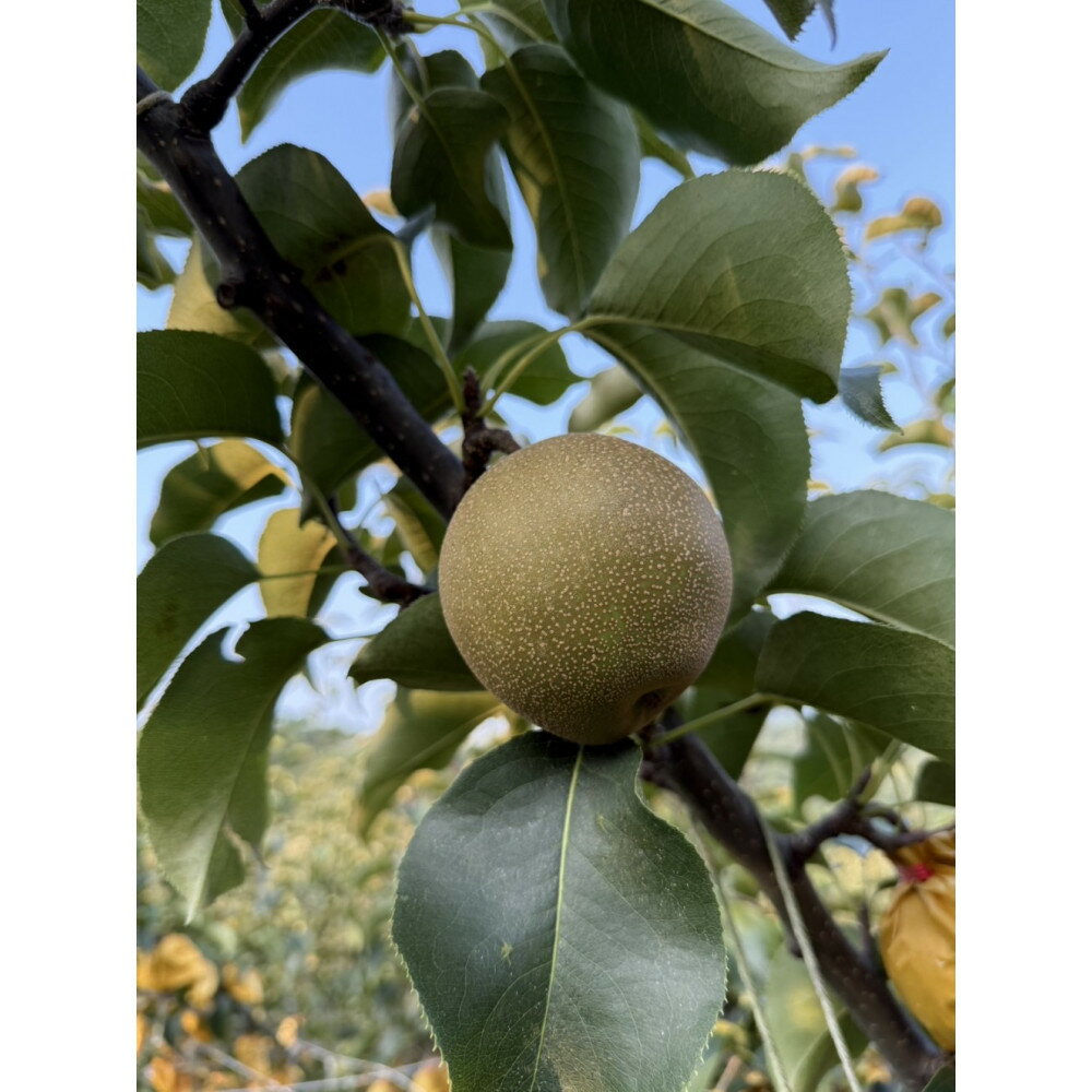 鳥取県産 梨 新興梨 約5kg （8～15玉） 先行予約 訳あり 数量限定 | 鳥取県産 訳あり 梨 新興梨 新興 しんこうなし 和梨 数量限定 先行予約 カロリー なし 果物 フルーツ くだもの 栄養 効能 ビタミン おすすめ 人気 送料無料 鳥取県 琴浦町