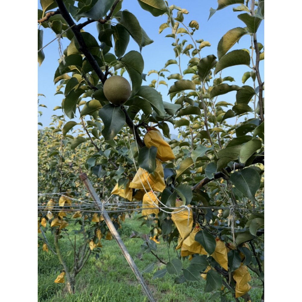 【ふるさと納税】 鳥取県産 梨 新興梨 約5kg （8～15玉） 先行予約 訳あり 数量限定 | 鳥取県産 訳あり 梨 新興梨 新興 しんこうなし 和梨 数量限定 先行予約 カロリー なし 果物 フルーツ くだもの 栄養 効能 ビタミン おすすめ 人気 送料無料 鳥取県 琴浦町 サムネイル2