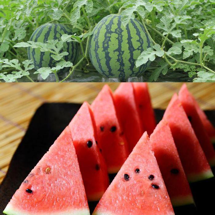 243.【先行予約】スイカM 2玉 5kg以上2玉 ※5月下旬～8月中旬頃に順次発送予定（こちらの返礼品は、大栄西瓜ではありません） | 西瓜 スイカ 果物 フルーツ くだもの 鳥取県 北栄町 おすすめ 人気 送料無料