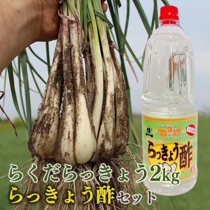 327.【先行予約】朝堀りらくだらっきょうと老舗のらっきょう酢セット　※5月中旬～6月下旬頃に順次発送予定 | らっきょ らっきょう 漬物 鳥取県 北栄町 おすすめ 人気 送料無料