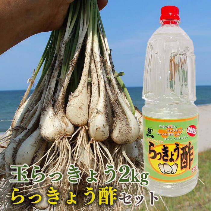 328.【先行予約】朝堀り玉らっきょうと老舗のらっきょう酢セット ※5月中旬～6月下旬頃に順次発送予定 | らっきょ らっきょう 漬物 鳥取県 北栄町 おすすめ 人気 送料無料