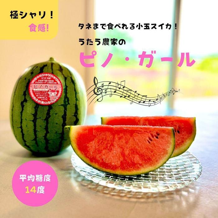 【先行予約】798.種ごと食べられる！小玉スイカ【ピノ・ガール】2玉（1玉2kg前後×2玉）※着日指定不可※離島への配送不可