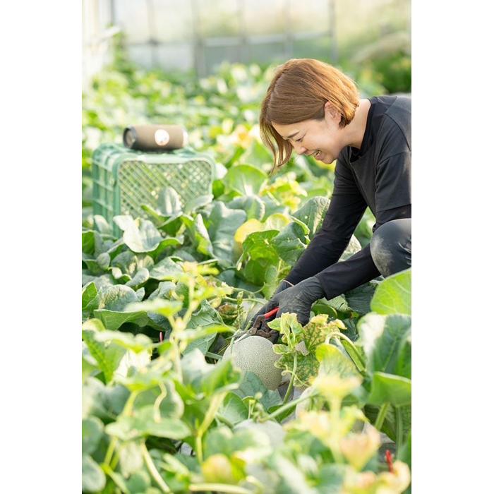 【ふるさと納税】808.【赤肉系メロン】プリモレッド×2玉（1玉2kg前後×2玉）※離島への配送不可 | 先行予約 メロン 果物 くだもの フルーツ プリモレッド メロン 旬 お取り寄せ 甘い 鳥取県 鳥取 北栄町 おすすめ 人気 送料無料 サムネイル3