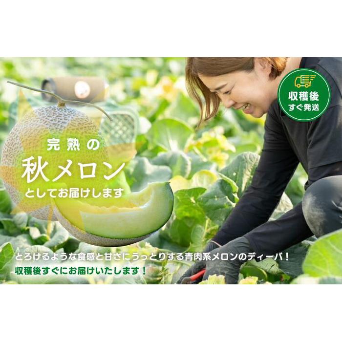 【ふるさと納税】【先行予約】920.【青肉系メロン】ディーバ×2玉（1玉2kg前後×2玉）※離島への配送不可（北海道、沖縄本島は配送可能） | 先行予約 メロン 果物 メロンディーパ くだもの フルーツ メロン 旬 お取り寄せ 甘い 鳥取県 鳥取 北栄町 おすすめ 人気 送料無料 サムネイル3
