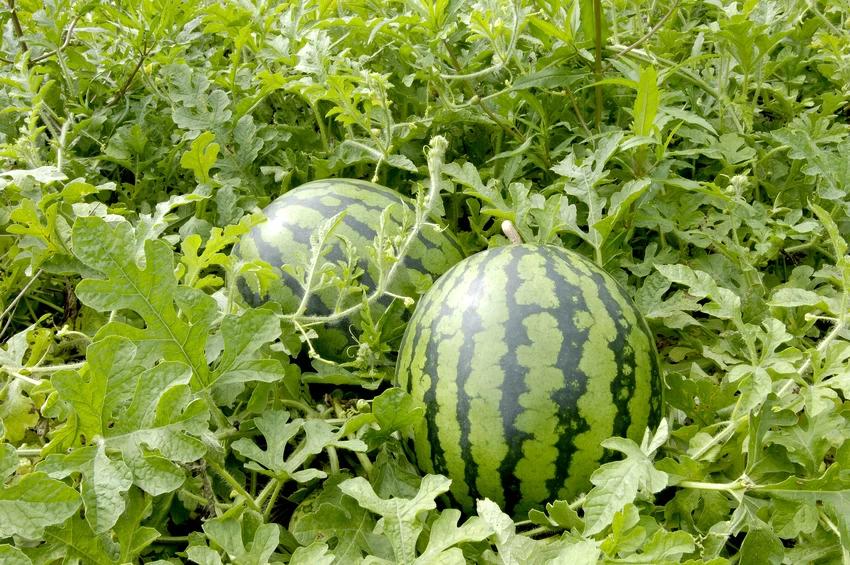 【ふるさと納税】＼2026年産先行予約／ 大栄西瓜 2玉 L サイズ すいか ※2026年6月中旬～7月中旬頃に順次発送予定 | 西瓜 スイカ 果物 フルーツ くだもの 鳥取県 北栄町 おすすめ 人気 送料無料 サムネイル2