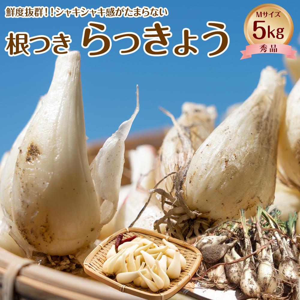 747.【先行予約】【JA】根付らっきょう　秀M・5kg箱　※着日指定不可　※離島への配送不可　※2026年5月中旬頃～6月中旬頃に順次発送予定 | らっきょう ラッキョウ らっきょう漬け ラッキョウ漬け 先行予約 野菜 健康 健康食品 新鮮