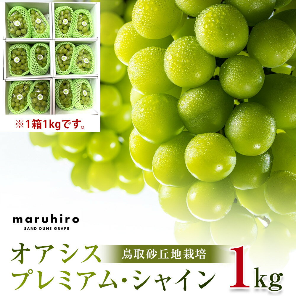 563.【先行予約】オアシス・プレミアム・シャイン 1kg（鳥取砂丘地栽培）｜ シャインマスカット 葡萄 ぶどう 産地直送 フルーツ 果物 甘い 人気 ※2026年8月下旬頃～10月下旬頃に順次発送 | オアシスプレミアムシャイン シャインマスカット 葡萄 ブドウ