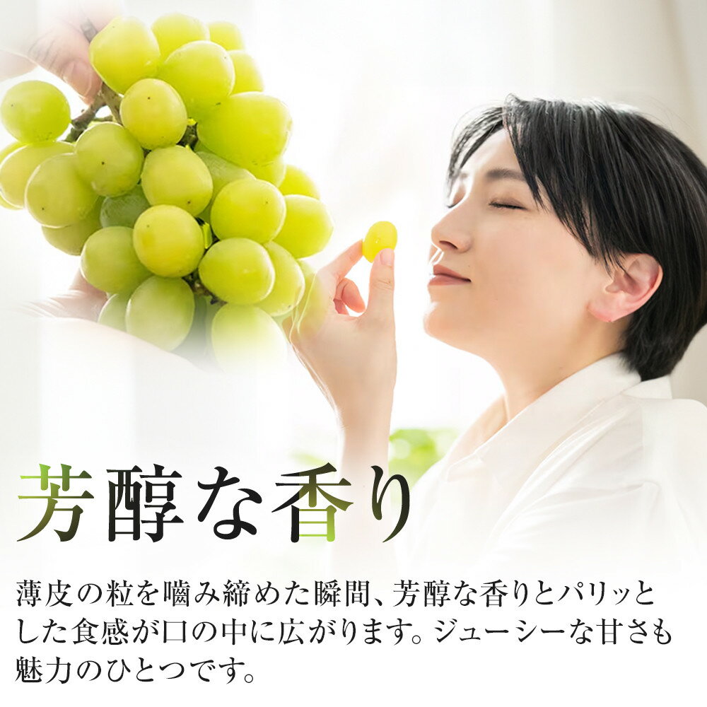 【ふるさと納税】563.【先行予約】オアシス・プレミアム・シャイン 1kg（鳥取砂丘地栽培）｜ シャインマスカット 葡萄 ぶどう 産地直送 フルーツ 果物 甘い 人気 ※2026年8月下旬頃～10月下旬頃に順次発送 | オアシスプレミアムシャイン シャインマスカット 葡萄 ブドウ - 画像2