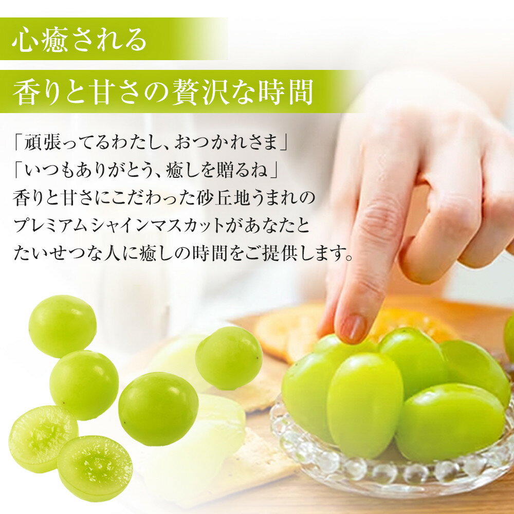 【ふるさと納税】915.【先行予約】シャインマスカットシャインマスカット 訳あり 家庭用 鳥取砂丘地産 1.4kg（350g×4パック） ※離島への配送不可 ※2026年8月下旬～10月下旬頃に順次発送予定 | オアシスプレミアムシャイン マスカット 葡萄 ブドウ フルーツ 果物 - 画像3