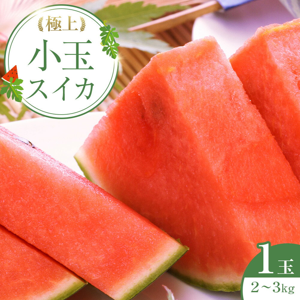 249.【先行予約】極上小玉スイカ 1玉 ※6月上旬～8月中旬頃に順次発送予定 | 西瓜 スイカ 小玉西瓜 果物 フルーツ くだもの 鳥取県 北栄町 おすすめ 人気 送料無料