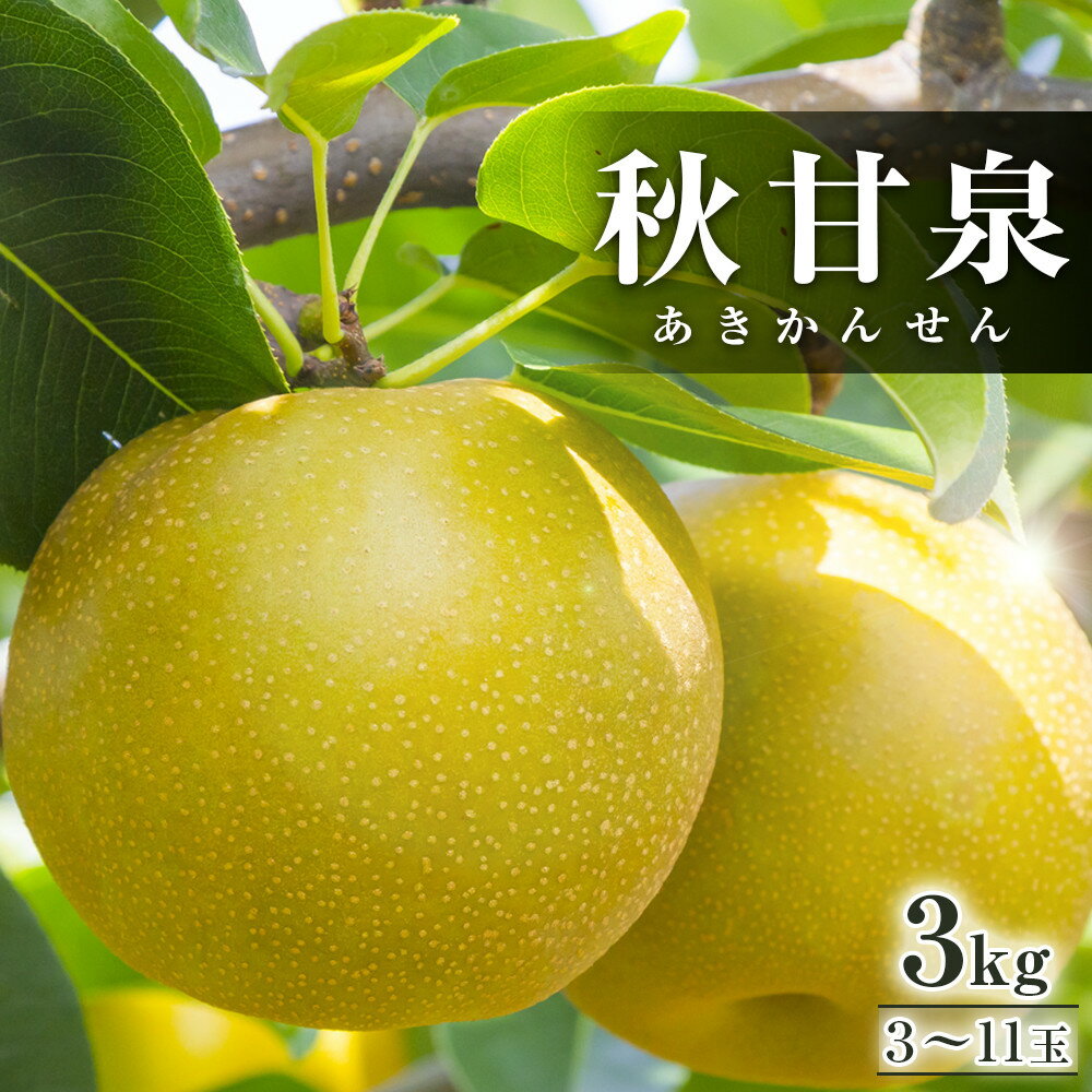 294.【先行予約】秋甘泉 3kg前後（3～11玉前後) ※2026年9月中旬～9月下旬頃に順次発送予定 | 先行予約 梨 なし 果物 フルーツ くだもの 鳥取県 北栄町 おすすめ 人気 送料無料