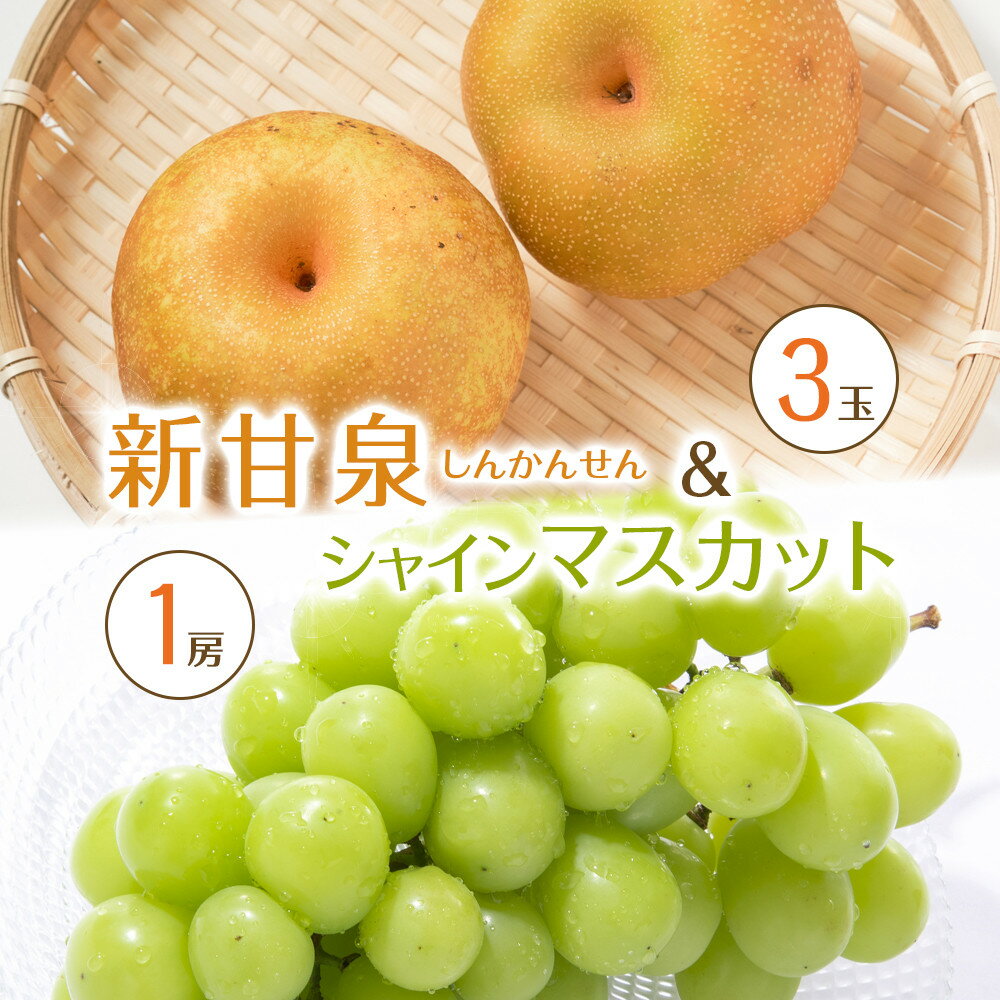 537.【先行予約】新甘泉3玉とシャインマスカット1房 ※8月下旬～9月中旬頃に順次発送予定 | 先行予約 シャインマスカット マスカット 葡萄 ぶどう 梨 なし 果物 フルーツ 鳥取県 北栄町 おすすめ 人気