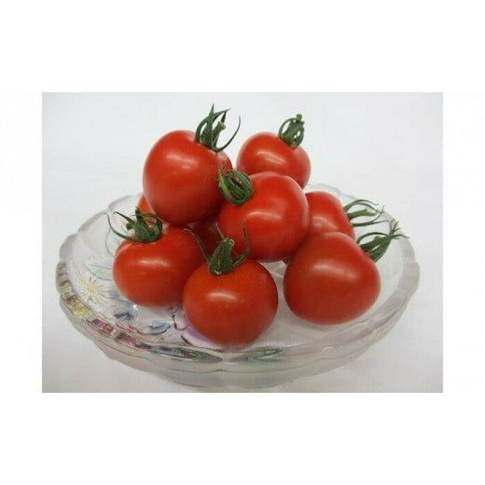 【ふるさと納税】1013.【先行予約】【JA】ナンチューうまいトマト（中玉トマト）　A・250g×8袋　※着日指定不可　※離島への配送不可　※2026年9月上旬頃～10月末頃に順次発送予定 | トマト とまと ミニトマト プチトマト 先行予約 野菜 新鮮 健康 おすすめ 人気 - 画像2