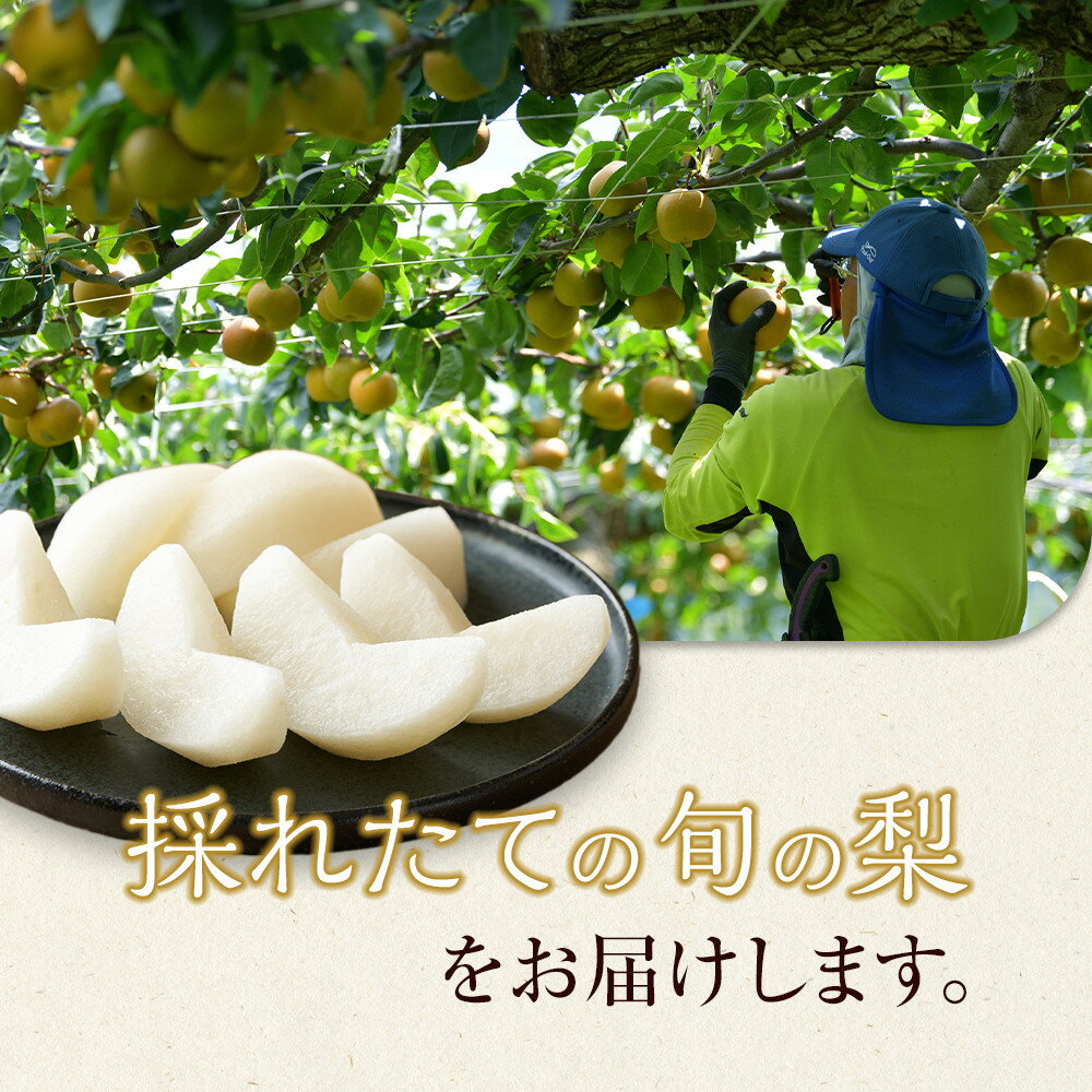 【ふるさと納税】【先行予約】新興梨 秀 約4Kg（4～16玉前後) ※10月～11月下旬頃に順次発送予定 | 梨 なし 果物 フルーツ くだもの 鳥取県 鳥取 北栄町 おすすめ 人気 - 画像3