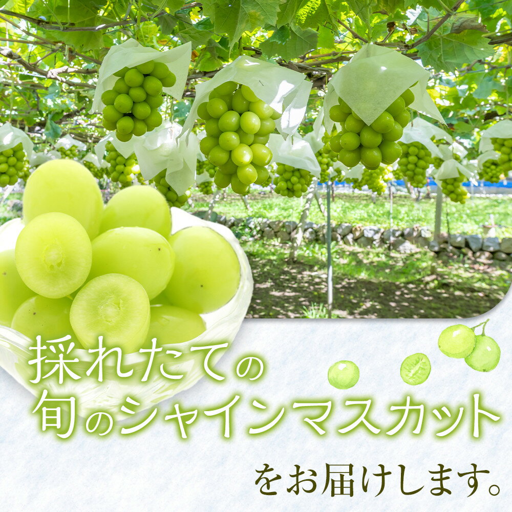 【ふるさと納税】【先行予約】【訳あり】シャインマスカット 350g前後×4パック ※2026年8月下旬頃～9月下旬頃に順次発送予定 | 先行予約 シャインマスカット マスカット 葡萄 ぶどう 果物 フルーツ 甘い 2026 くだもの 鳥取県 北栄町 おすすめ - 画像3