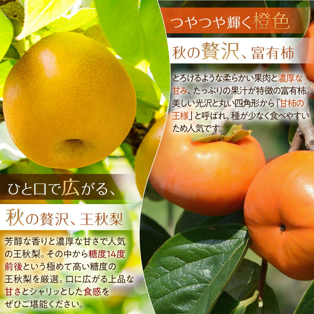 【ふるさと納税】【先行予約】＜選べる容量＞ 柿 梨 富有柿と王秋梨のセット 3kg ～ 5kg　※2026年11月上旬～12月上旬頃に順次発送予定 | 先行予約 梨 なし 柿 カキ フルーツ 産地直送 果物 秋のごちそう くだもの 鳥取県 北栄町 おすすめ 人気 送料無料 - 画像3