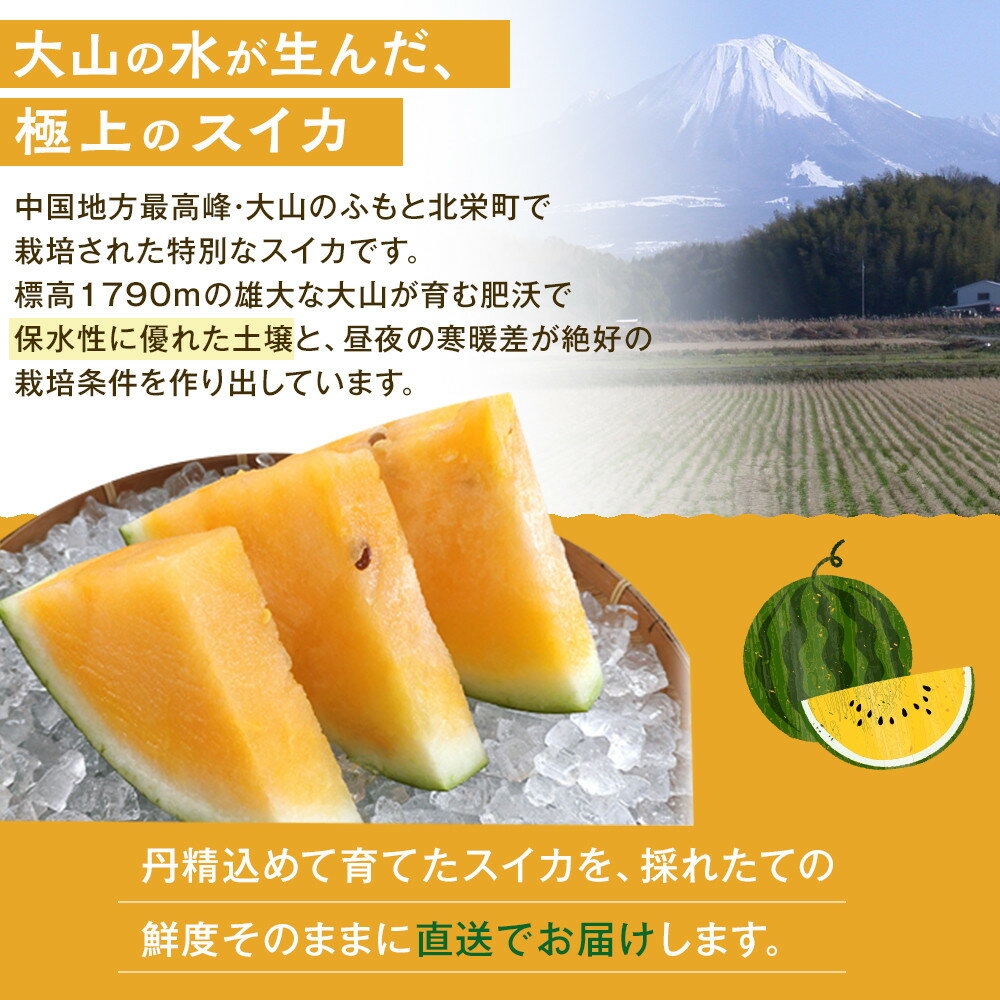 【ふるさと納税】鳥取県産 金色羅皇スイカ 1玉 7-9キロ前後（こちらの返礼品は、大栄西瓜ではありません） | 金色羅皇西瓜 西瓜 スイカ 果物 フルーツ 鳥取県 北栄町 おすすめ 人気 新鮮 1玉 7kg ～ 9kg サムネイル3