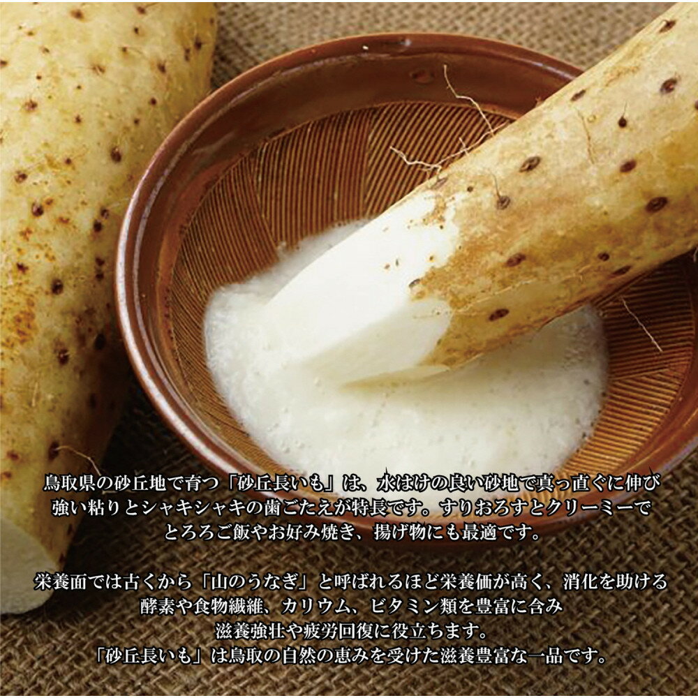 【ふるさと納税】1114.砂丘ながいも3kg | 長芋 ながいも 野菜 新鮮 とろろ 鳥取県 北栄町 おすすめ 人気 - 画像3