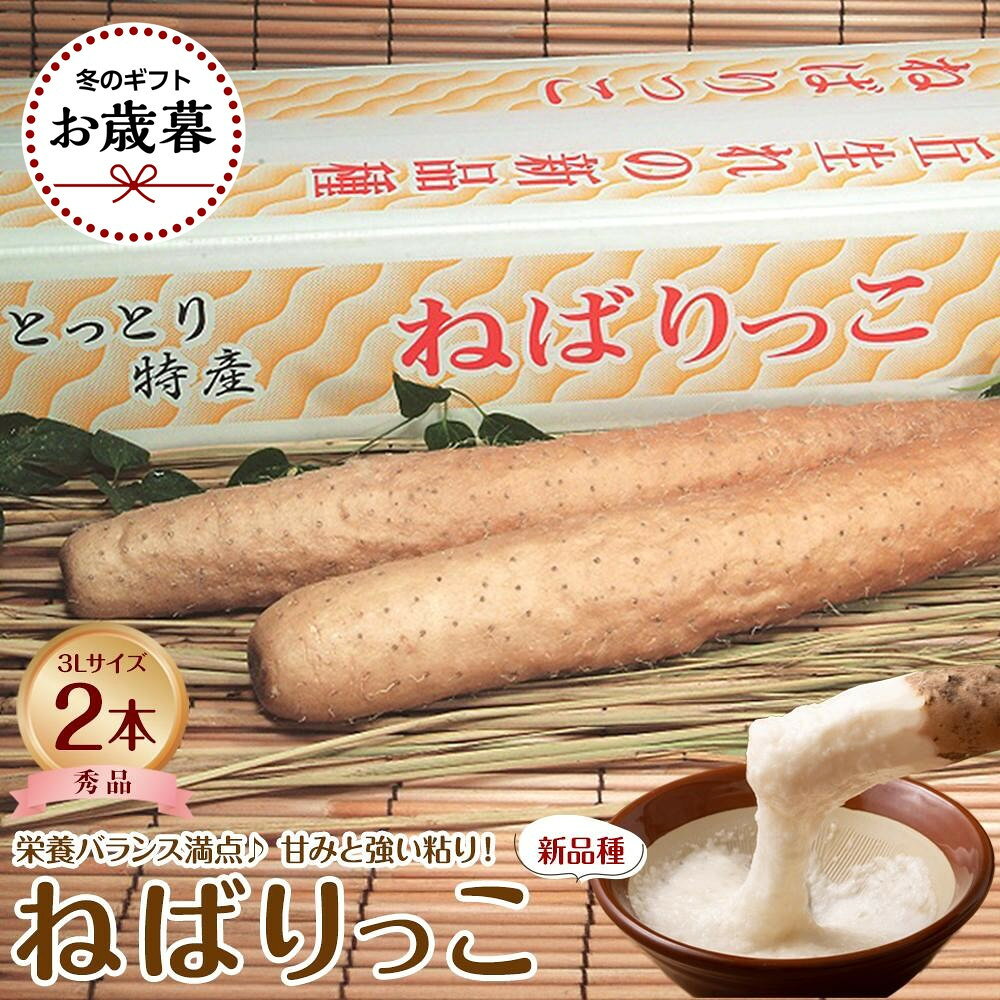 744.【2026年お歳暮　のし付】【先行予約】【JA】ねばりっこ　秀3L×2本　※着日指定不可　※離島への配送不可　※順次発送予定