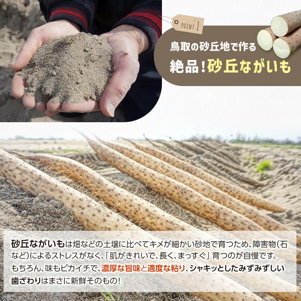 【ふるさと納税】【ご自宅用】鳥取特産品 砂丘ながいも（カット）3kg | 家庭用 長芋 芋 いも とろろ 鳥取県産 北栄町 新鮮 おすすめ 人気 鳥取県産 - 画像2