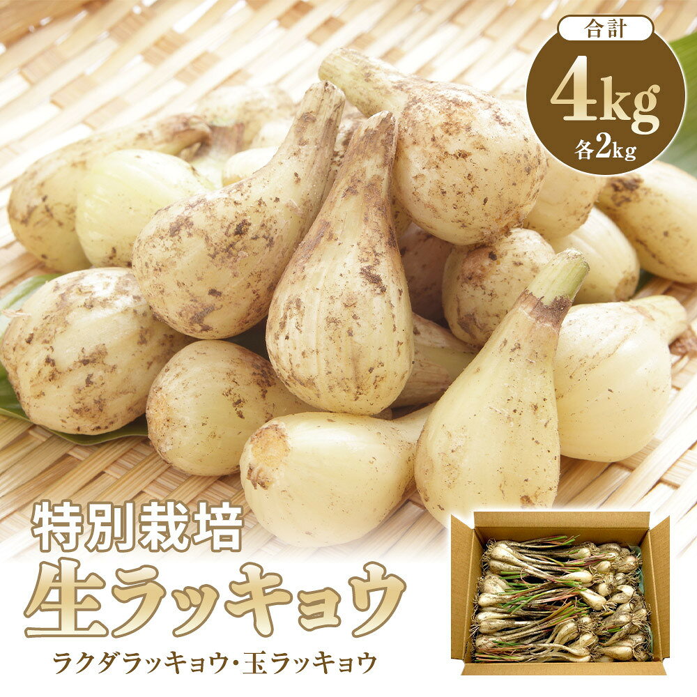 325.【特別栽培】生ラッキョウ　計4kg（ラクダラッキョウ×2kg　玉ラッキョウ×2kg）　※2026年5月下旬～7月上旬頃に順次発送予定 | ラッキョウ らっきょう 鳥取県 北栄町 おすすめ 人気