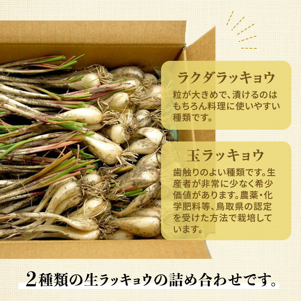 【ふるさと納税】326.生ラッキョウ　計4kg（ラクダラッキョウ×2kg　玉ラッキョウ×2kg）　※2026年5月下旬～7月上旬頃に順次発送予定 | ラッキョウ らっきょう 鳥取県 北栄町 おすすめ 人気 - 画像2