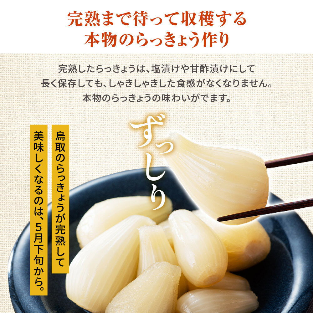 【ふるさと納税】326.生ラッキョウ　計4kg（ラクダラッキョウ×2kg　玉ラッキョウ×2kg）　※2026年5月下旬～7月上旬頃に順次発送予定 | ラッキョウ らっきょう 鳥取県 北栄町 おすすめ 人気 - 画像3