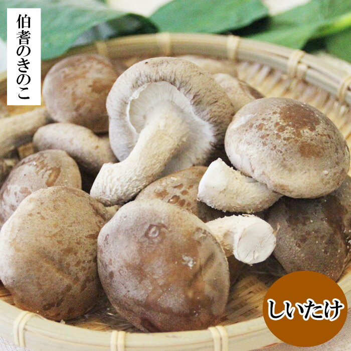 【ふるさと納税】【3回定期便】オーガニックきのこ 5種 定期便　TH01 - 画像3