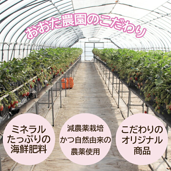 【ふるさと納税】【先行予約】鳥取県産いちご かおりの 15粒（ギフト箱入）　OT01 サムネイル3