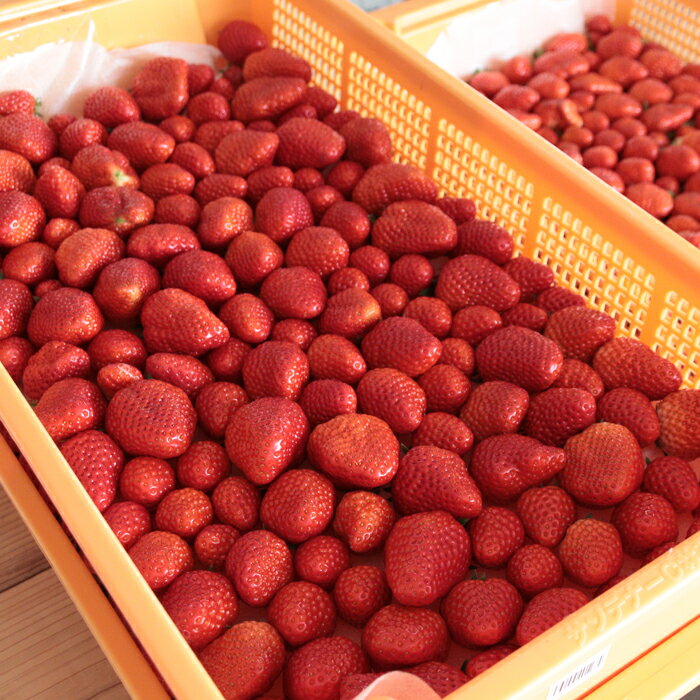 【ふるさと納税】【先行予約】鳥取県産いちご かおりの 15粒（ギフト箱入）　OT01 サムネイル2