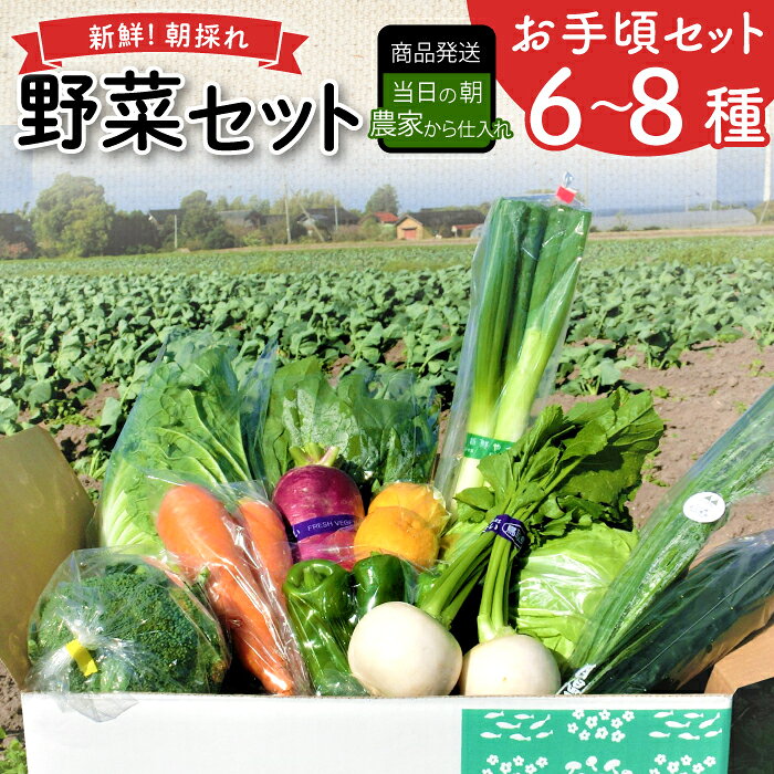 新鮮朝採れ野菜　お手頃セット【 新鮮野菜 6~8種類 季節 旬 野菜 果物 詰め合せ 国産 おまかせ ミニセット 葉物 根菜 冷蔵 野菜室 加工品 鳥取県産 季節限定 山菜 加工品】