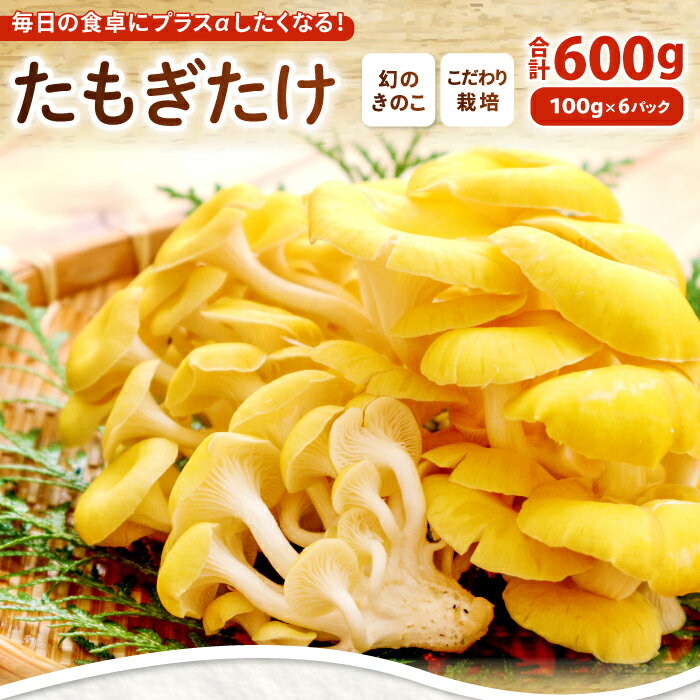 オーガニック菌床たもぎたけ6パック　HO09