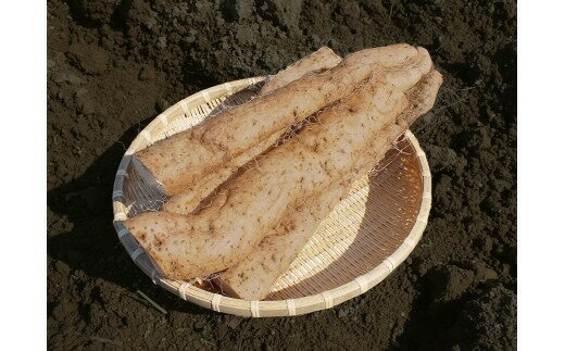 【ふるさと納税】MS-05 大山産自然薯 350g やまいも いも 自然 美味しい こだわり 鳥取県 鳥取県産 大山町 大山 お土産 返礼品 国産 お取り寄せ ご当地【11月以降出荷】 - 画像3