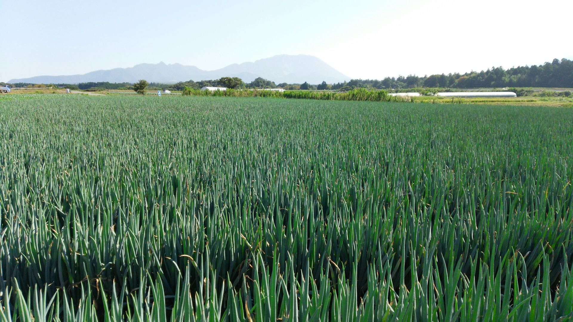 MS-28　大山の純白ねぎ（3kg） 鳥取県 鳥取県産 大山町 大山 お土産 返礼品 国産 お取り寄せ ご当地