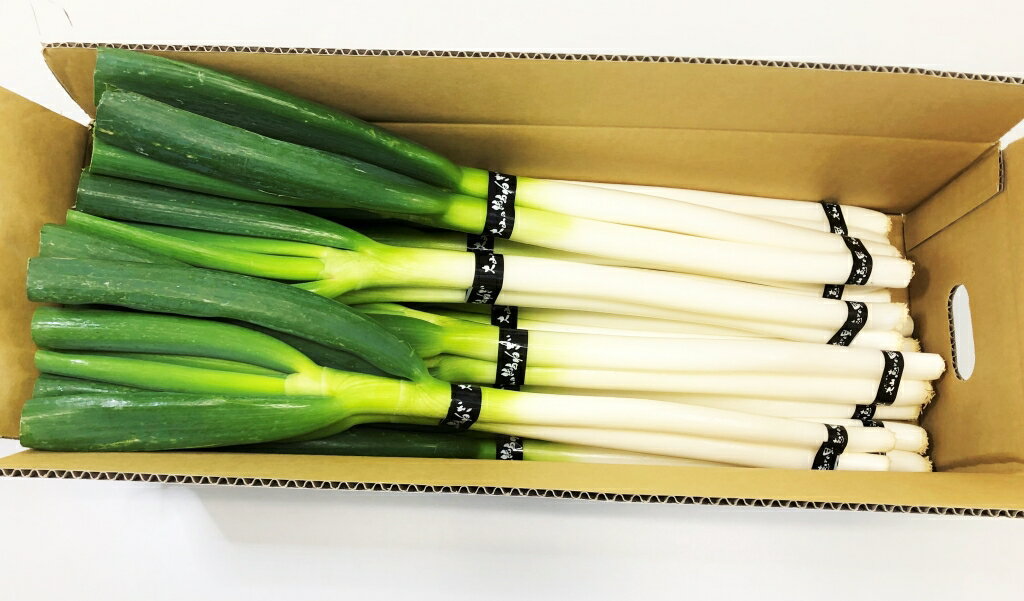 【ふるさと納税】MS-28　大山の純白ねぎ（3kg） 鳥取県 鳥取県産 大山町 大山 お土産 返礼品 国産 お取り寄せ ご当地 - 画像2