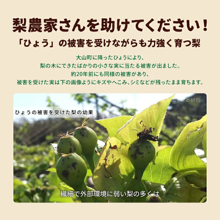 DS-27【訳あり梨】「ひょう」の被害を受けても力強く育つ王秋梨 5kg なし オリジナル フルーツ 鳥取県 鳥取県産 大山町 大山 お土産 返礼品 国産 お取り寄せ ご当地 サムネイル3