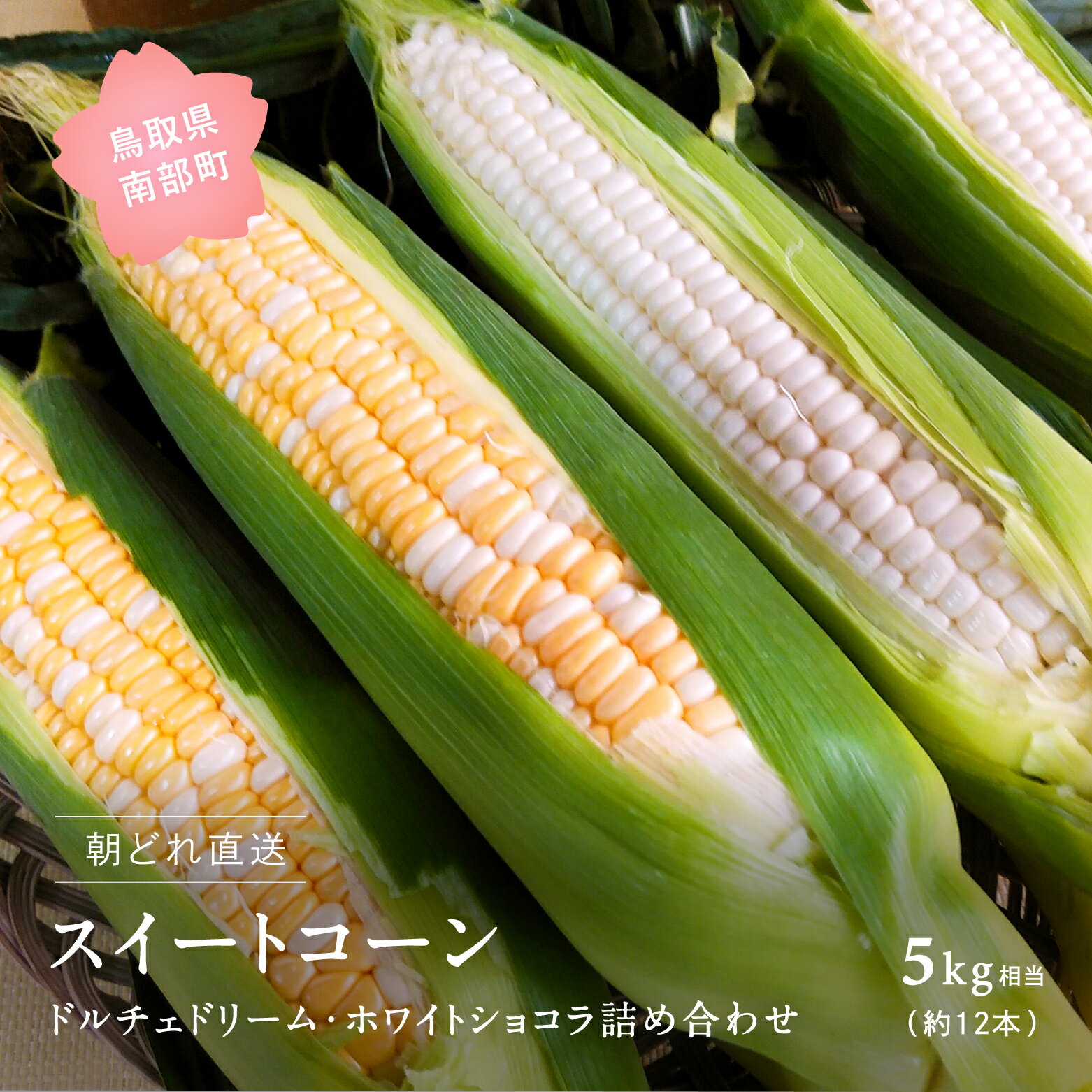 南部町産 朝採れスイートコーン5kg箱 食べくらべセット（ドルチェドリーム・ホワイトショコラ）＜数量限定＞ 2026年収穫分 スイートコーン とうもろこし トウモロコシ コーン 鳥取県南部町