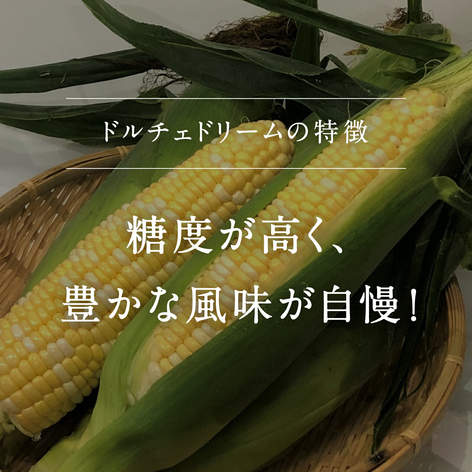 【ふるさと納税】南部町産 朝採れスイートコーン5kg箱 食べくらべセット（ドルチェドリーム・ホワイトショコラ）＜数量限定＞ 2026年収穫分 スイートコーン とうもろこし トウモロコシ コーン 鳥取県南部町 - 画像3