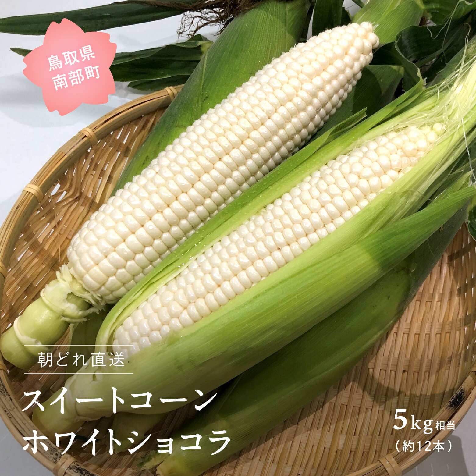 南部町産 朝採れスイートコーン（ホワイト種ホワイトショコラ）5kg箱 ＜数量限定＞ 2026年収穫分 スイートコーン とうもろこし トウモロコシ コーン 鳥取県南部町