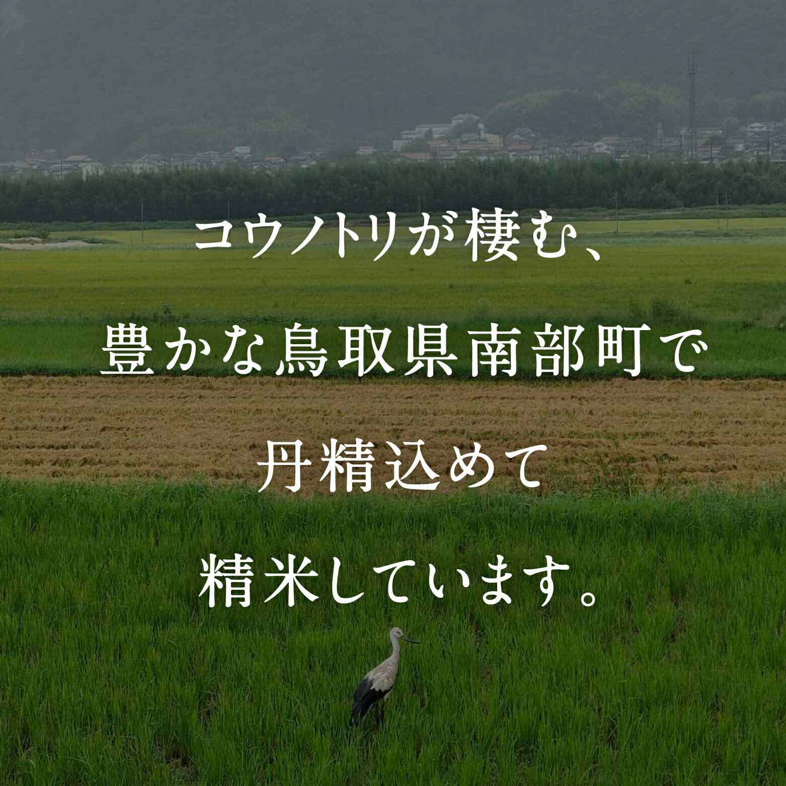 【ふるさと納税】＜令和7年産＞ 真空パック包装 鳥取県産コシヒカリ 20kg (5kg×4袋) 令和7年産 米 お米 真空 Elevation 備蓄 長期保存 真空 真空包装 白米 精米 鳥取県南部町 - 画像2
