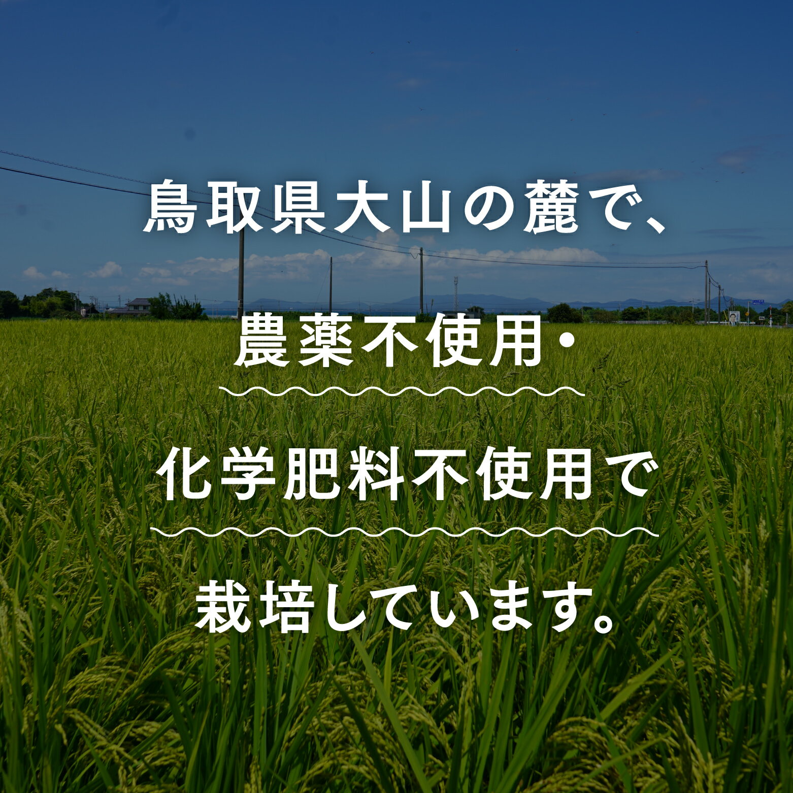 【ふるさと納税】カレーライス専用米 大山のプリンセスかおり 1.5kg 鳥取県産 特別栽培米 農薬不使用 化学肥料不使用 - 画像2