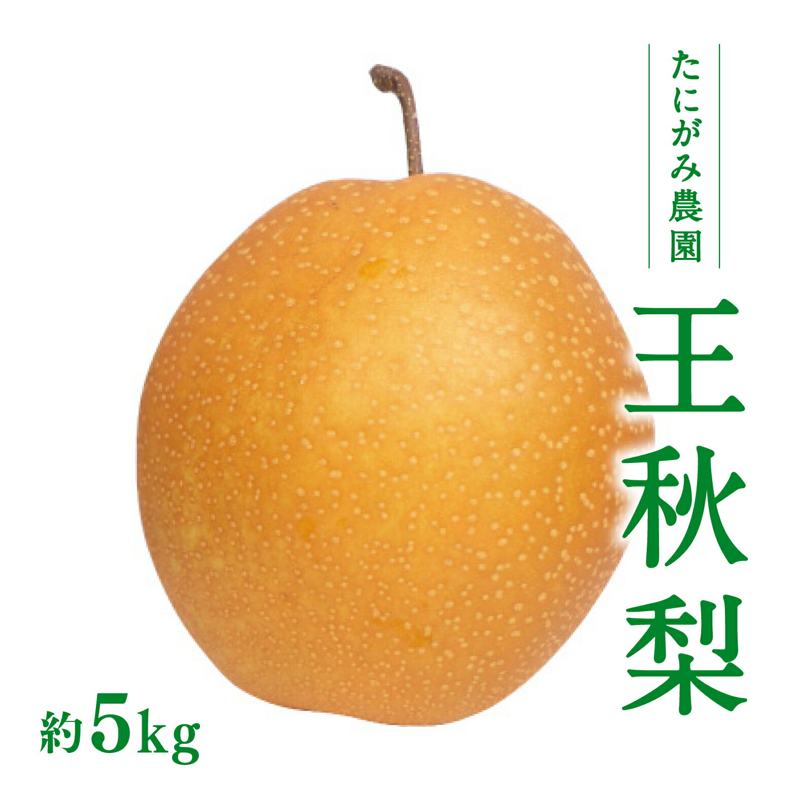【11月中旬以降順次発送】たにがみ農園 王秋梨 5kg (7玉～14玉) 梨 なし フルーツ 果物 くだもの 鳥取県 佐治 梨 なし ナシ