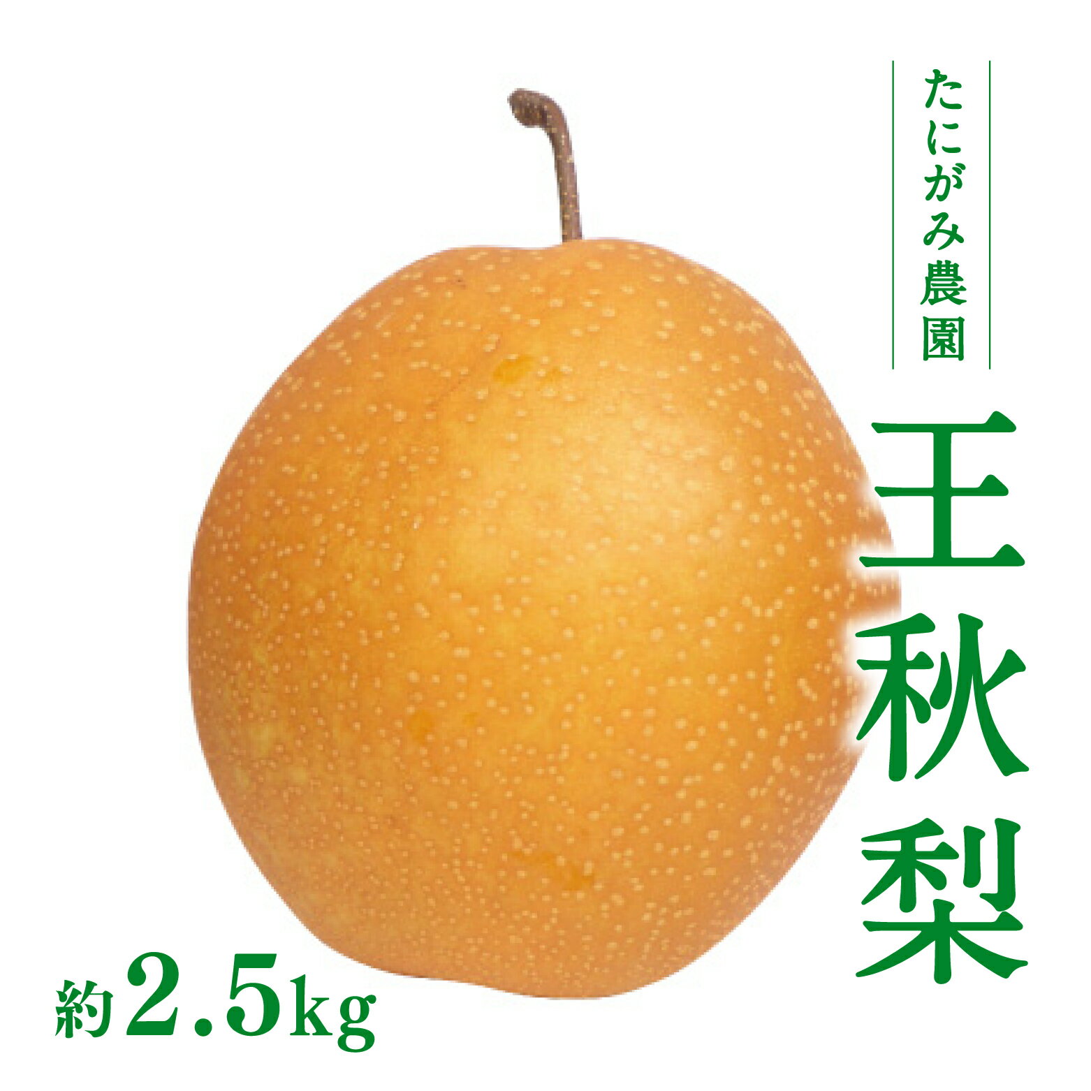【11月中旬以降順次発送】たにがみ農園 王秋梨 2.5kg (3玉～7玉) 梨 なし フルーツ 果物 くだもの 鳥取県 佐治 梨 なし ナシ