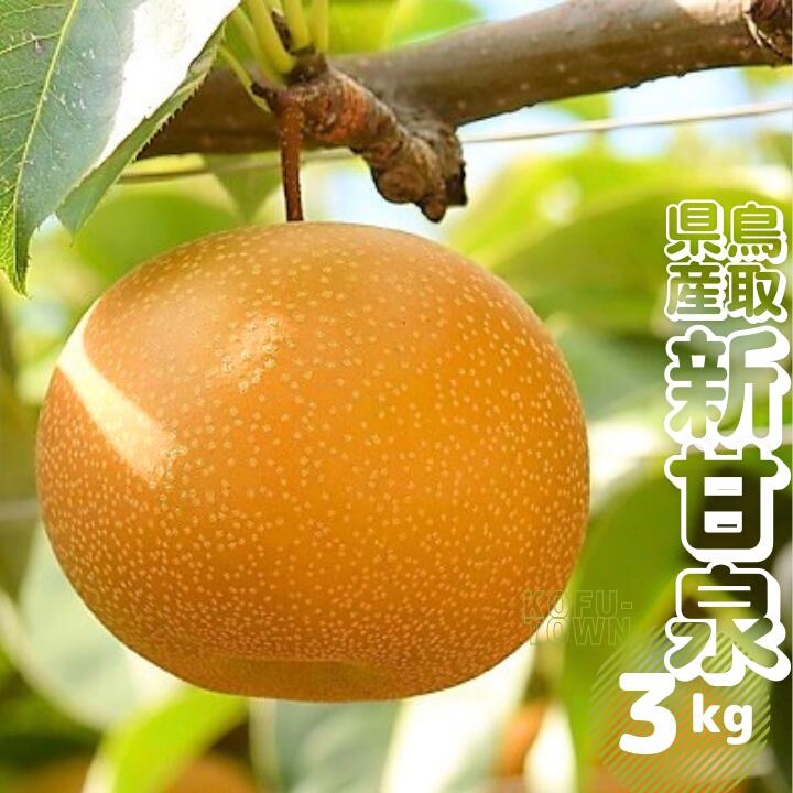 新甘泉 梨 約3kg 5～12玉前後 先行予約受付 2026年秋収穫分 鳥取県産 しんかんせん なし 3キロ TM29 0685
