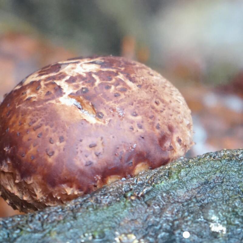 【ふるさと納税】しいたけ醤油奥大山 だし醤油 1L×2本 原木栽培椎茸 / SAC中尾 椎茸屋 0801 サムネイル2
