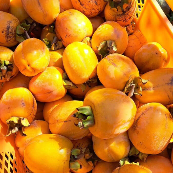 【ふるさと納税】【先行予約】【2025年11月より順次発送】干し柿 ねっとり濃厚な甘さ！西条柿の干し柿(2Lサイズ9個入り) 島根県松江市/須山農園[ALBD001]｜ 柿 かき カキ 干し柿 ほし柿 西条柿 フルーツ 果物 島根 松江 須山農園 ギフト ドライフルーツ お取り寄せ サムネイル3