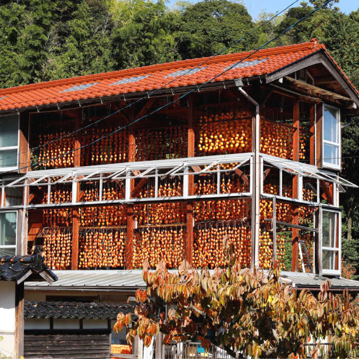 【ふるさと納税限定】干し柿 東出雲のまる畑ほし柿×15個入 GIマーク指定 西条柿 干し柿 ドライフルーツ ギフト おすすめ 人気島根県松江市/畑ほし柿生産組合[ALBV003]｜ 柿 干し柿 干柿 西条柿 ドライフルーツ 果物 高級 おすすめ 人気 ギフト 贈り物 松江 三万円 30000円 サムネイル3